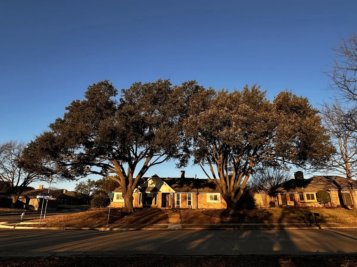 Established residential canopy tree shading a home in Garrison